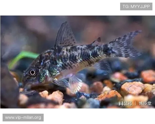 博鱼平台热门游戏推荐满足不同玩家的多样化娱乐需求